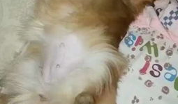 美女与狗交配视频